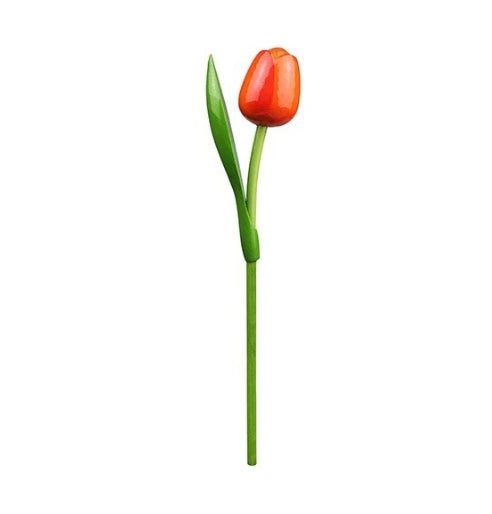 Red tulip flower with green stem on a white background