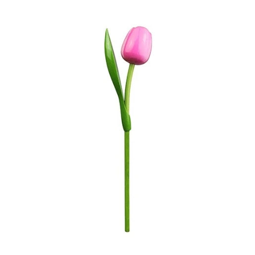 Pink tulip flower on a white background