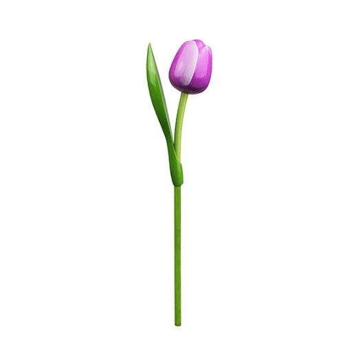 Purple tulip with green stem on a white background