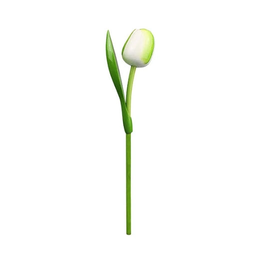 White tulip with green stem on a white background